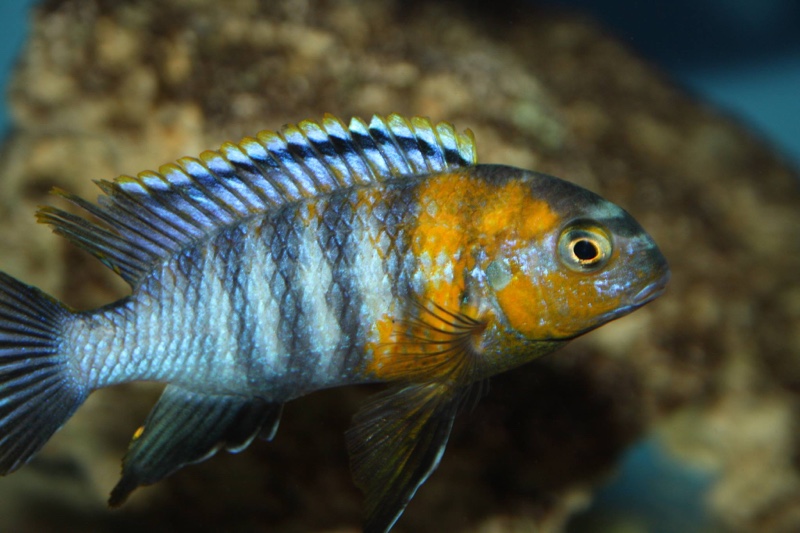Tropheops sp. 'red cheek' Chizumulu Island